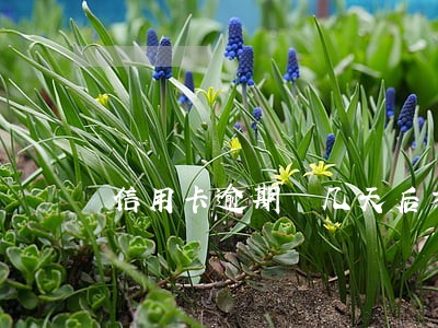 信用卡逾期 几天后才解冻 信用卡逾期 几天后才解冻